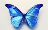 exotischer Schmetterling aus der Sammlung der Wirbellosen Tiere