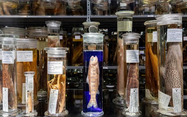 Wunderkammer