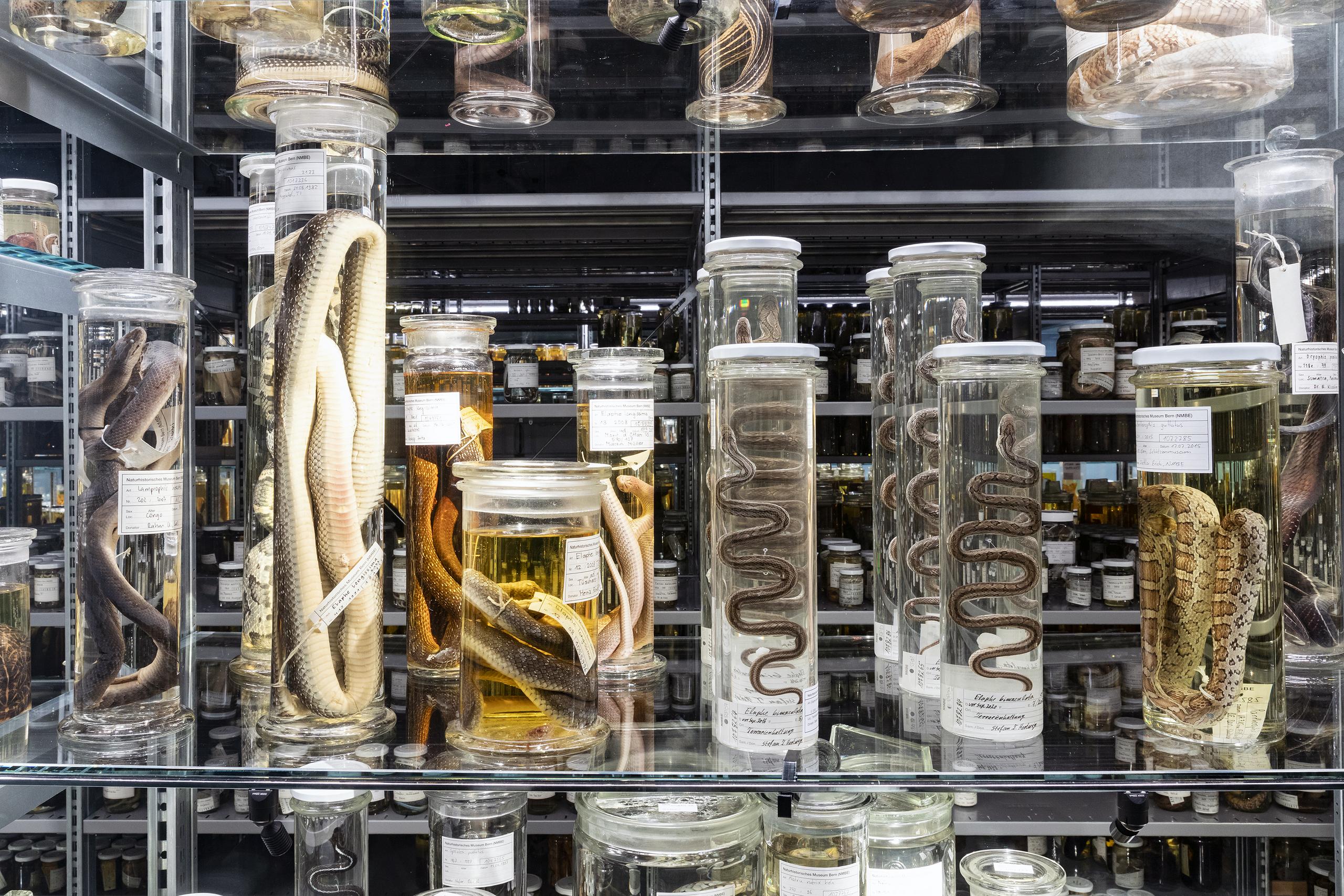 Kunstvoll präparierte Schlangen in der Wunderkammer